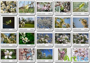 Images Collection - Spring Bloom vol.01