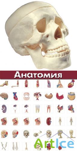 Anatomy