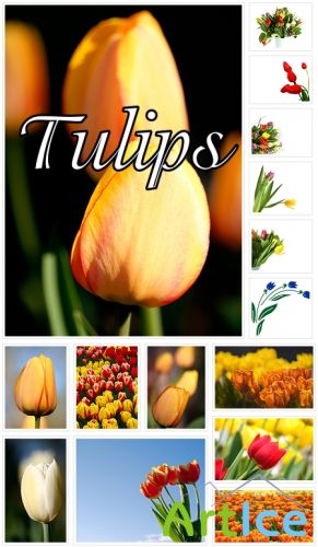 Tulips clipart #1