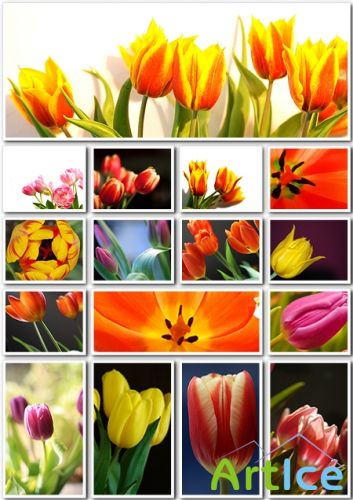 Tulips clipart #2