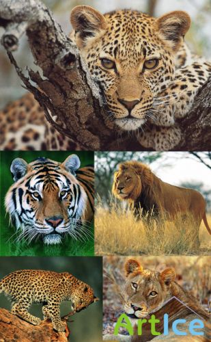 Tigers, lions, leopards, cheetah