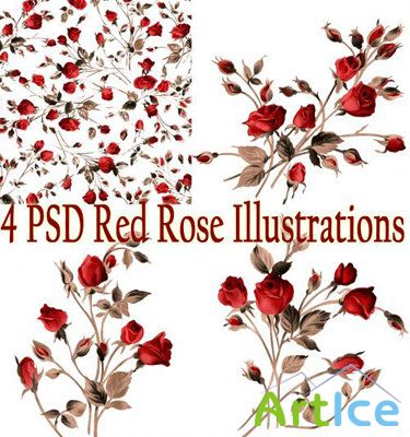Red Rose Illustrations