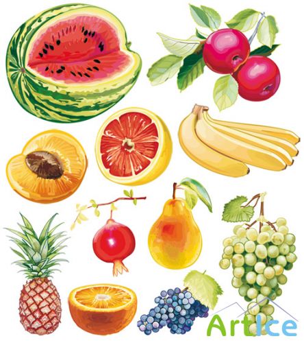 Vector Fruit and Berries
