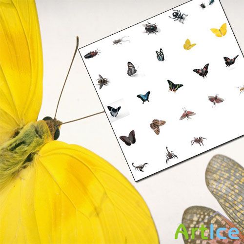 PhotoSpin Vol 008 - Bugs & Butterflies