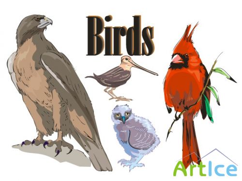 Birds (  )