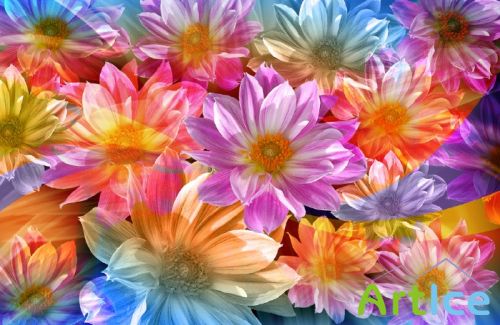 Psd template Flowers  from JuiceDrop 2907