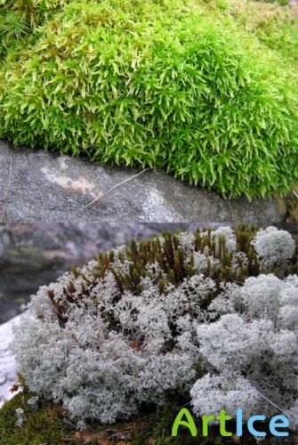  -     Klipart - Mhi and lichens