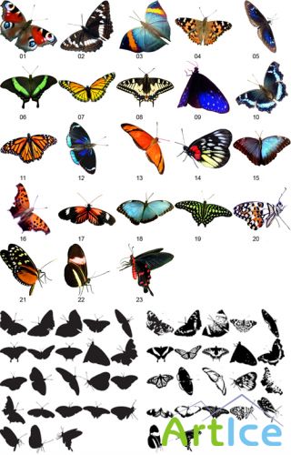   - 23 butterflies