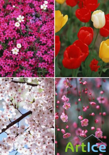 Клипарт – Весенний разноцвет 2   Klipart – Spring blossom 2