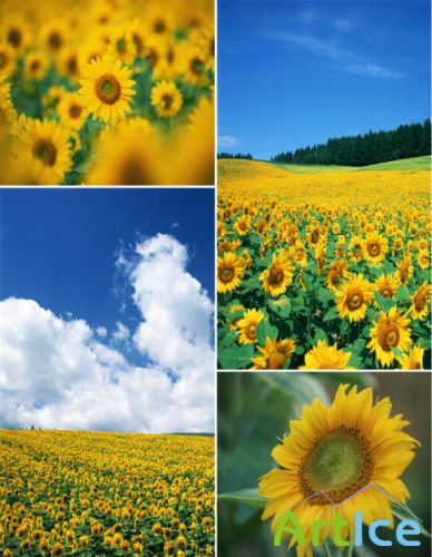       Klipart  Sunflowers