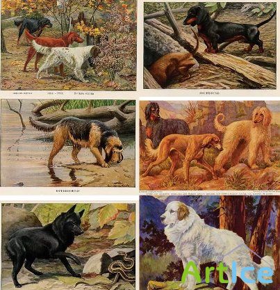 Dogs Encyclopedia Illustations