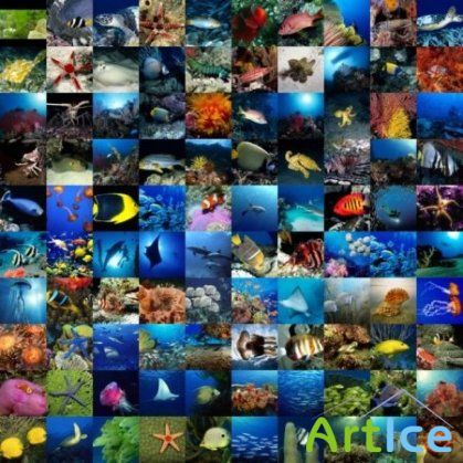 100 Underwater Wallpapers HD