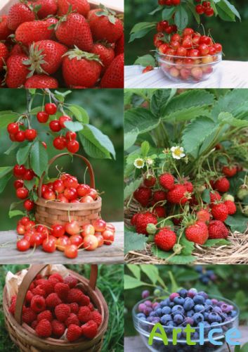     Klipart  Berries