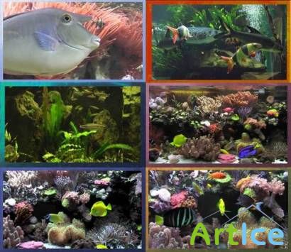 Aquarium Real Life 6, 16-21(Screensaver)