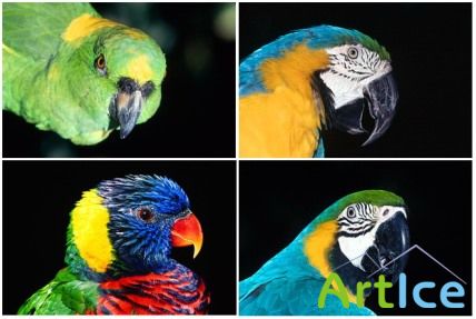 Wallpapers - Birds Exotic