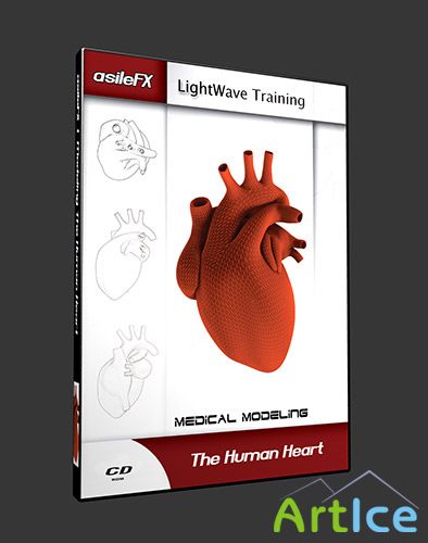 AsileFX Medical Modeling - The Human Heart