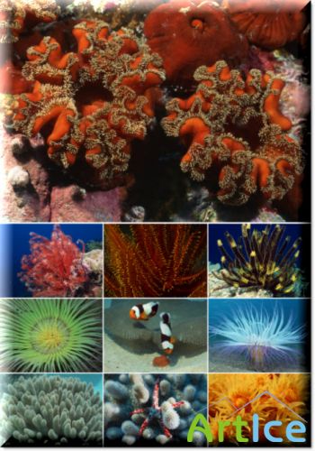       Klipart  Undersea world