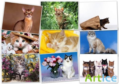 -HQ Wallpapers pack 1600x1200 Cats
