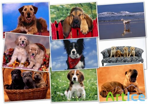 -HQ Wallpapers pack 1600x1200 Dogs