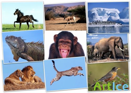 -HQ Wallpapers pack 1600x1200 ANIMALS