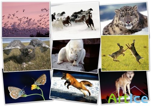 -HQ Wallpapers pack 1600x1200-ANIMALS[3]