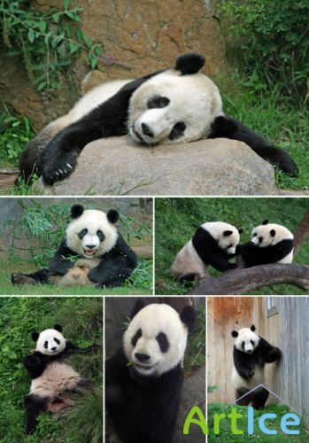      Klipart  Panda