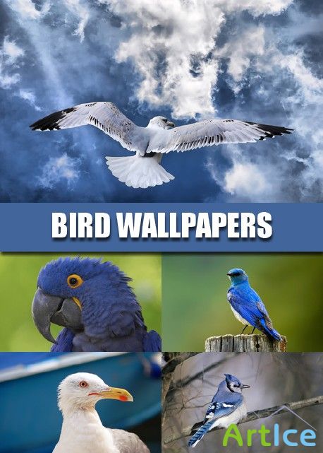 HQ Bird wallpapers