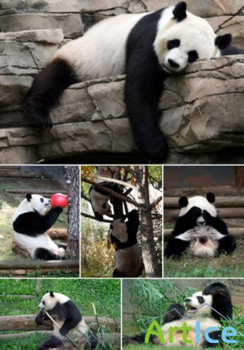    2  Klipart  Panda 2