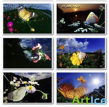 Butterflies Wallpapers by Rea (2009)