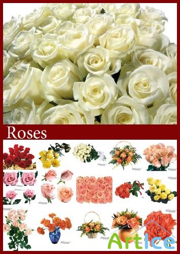 Roses -  