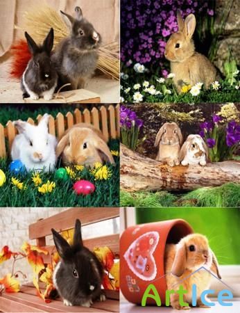  - Beautiful rabbits