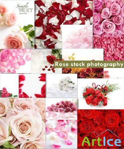 Rose stock photography