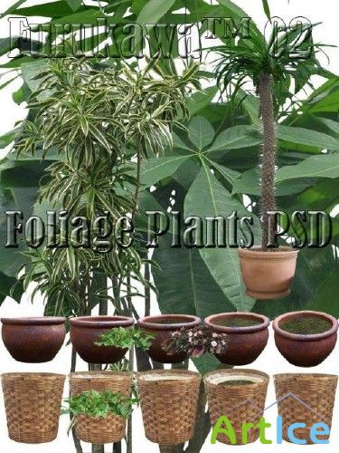 Foliage Plants PSD