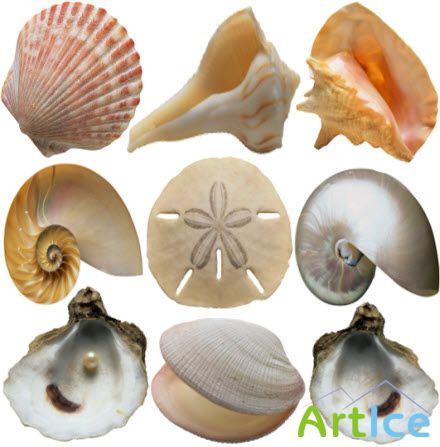    Seashells