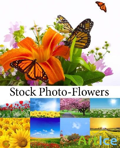 Stock Photo-SS Flowers Mix