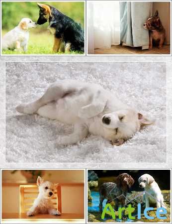 Wallpapers - Funny Dogs Pack#8