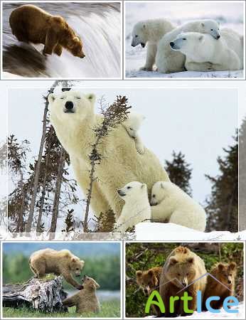 Wallpapers - Beautiful Bears Pack ()