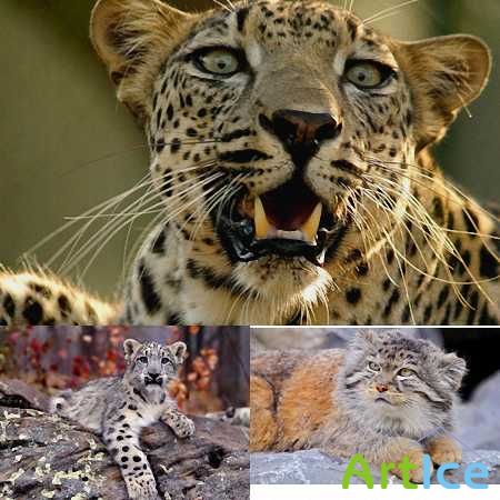 Amazing Wild Cats Wallpapers