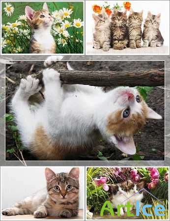 Wallpapers - Funny Cats Pack 14