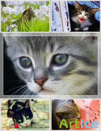 Wallpapers - Funny Cats Pack 15