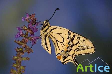 Wallpapers: Butterfly. ����: �������