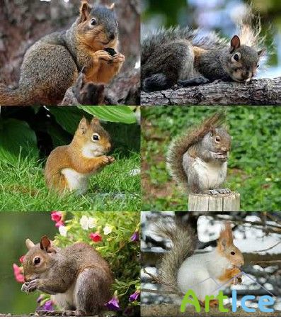 Squirrels ()