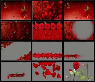 Footages - Editor's Themekit 117: Roses are Red  (ISO)