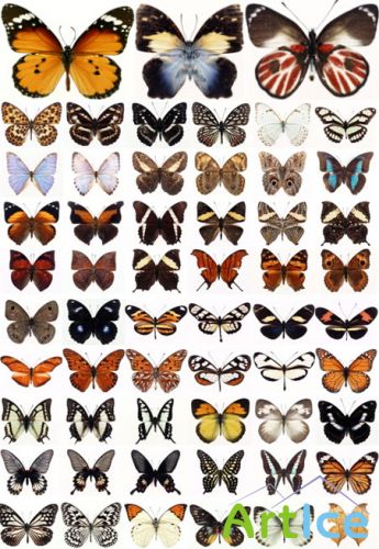 Klipart  - Butterflies