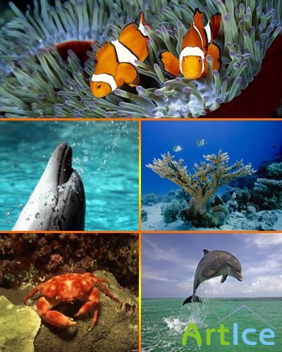 Underwater World Wallpapers