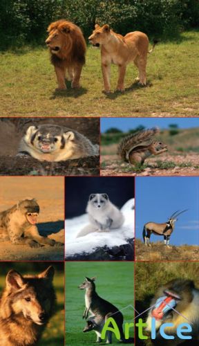 Clipart   Animals & Wildlife