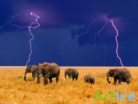 Elephants Wallpapers (38)