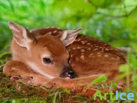 40  (Deer Wallpapers)