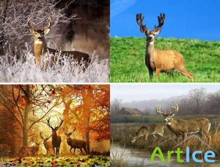 40  (Deer Wallpapers)
