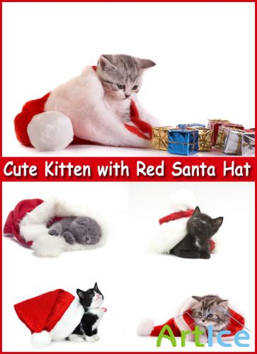 Cute Kitten with Red Santa Hat - Stock Photos